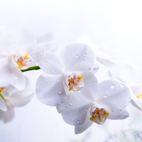 Anastasiya Alekseeva