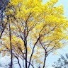 Noecin Ayaram