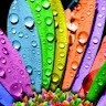 Gokul Cool