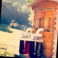 Etumax Royal honey