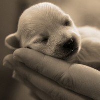 Srinath Gopala Krishna