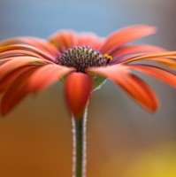red daisy