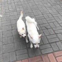 刘威歆