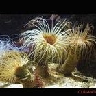 Nerissa-Cesarina Urbani