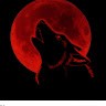 Red wolf