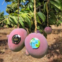 Erick John Lava Laguna