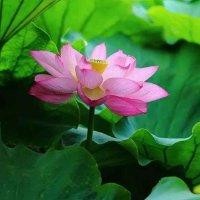 红尘恋