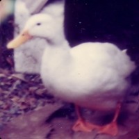 Atsushi Y.