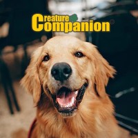 Head Sales and Marketing at Creature Companion