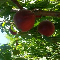 Cristina São Miguel Castilho