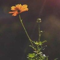 梁泽鹏