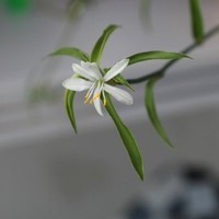 艾米丽