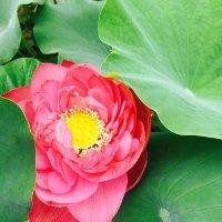 王月华