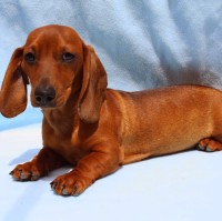 juan carlos