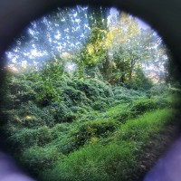 Helene Fitzpatrick M.Ed.