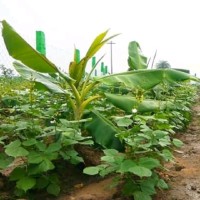 Vijayboomi Vijayboomi