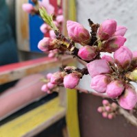 Michael Thoede-Seedorf