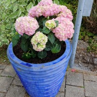 Doris Nydegger