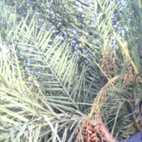 Farid Chabakat