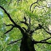 LINFA Libera INiziativa Formazione Agraria