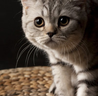 Tob Kittin