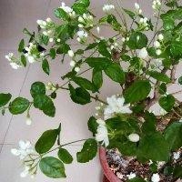 张永强