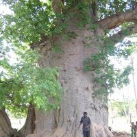 Placide Gnoumou