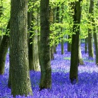 مرتضی احمدیان