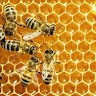 Bee Hive