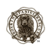Boykin Spaniel Rescue