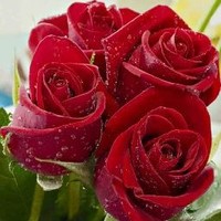 Muhammad Awais