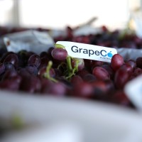 GrapeCo Australia Pty Ltd