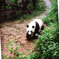 MingHong SVIWO