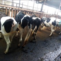 Nicholus Mwangi