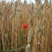 CULTIVONSMALIN ASSOCIATION