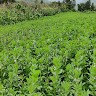 Abrham Tefera