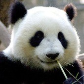 王增光