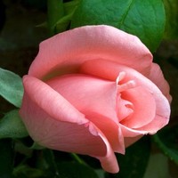 Suganya Ramachandran