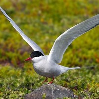 venkatraman krishnan