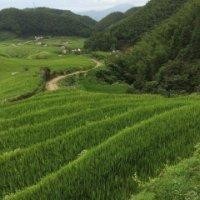 胡桂村