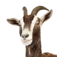 THE G.O.A.T.
