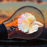 Esabela nusrat jahan