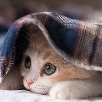 Farwa d/o Noor Hussain