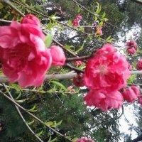 何金泉