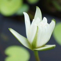 湯玉枝
