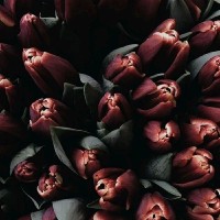 Lila Febrianti Hartono