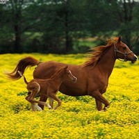 ابوشادن العنزي