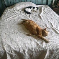 felix adrian plesescu