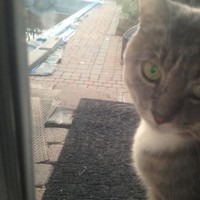 Salt Tcat