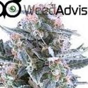 Weed Advisor